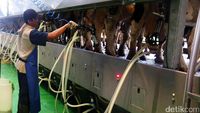 Peternakan Sapi Ini Menyatu dengan Pabrik Susunya
