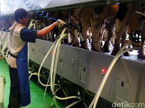 RI Mau Perkuat Industri Susu, Pengusaha Minta Perhatikan Harga