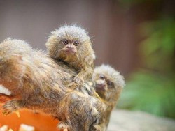 Tiga Kera Langka Pygmy Marmoset Dicuri dari Taman Margasatwa di Sydney