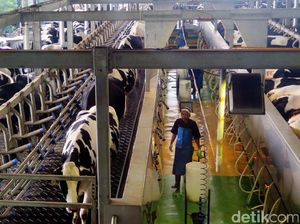 Impor Bahan Baku Susu Bakal Diperketat