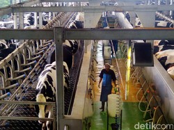 Pemerintah Ingin 40% Konsumsi Susu RI Dipenuhi Dalam Negeri