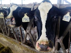 Meski Tak Wajib, Kementan Tetap Dorong Industri Serap Susu Lokal