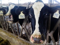Meski Tak Wajib, Kementan Tetap Dorong Industri Serap Susu Lokal