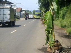 Protes Jalan Rusak, Warga Tanam Pohon Pisang di Jalur Banyumas-Yogyakarta