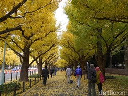 Jingu Gaien, Destinasi Paling Instagrammable di Tokyo Saat Musim Gugur