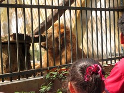 Jalan-jalan Asyik ke Taman Hewan Pematang Siantar
