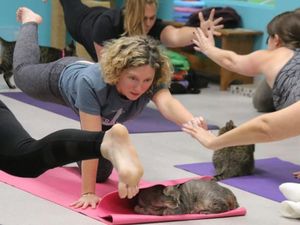 Yoga Sembari Bermain dengan Kucing-kucing Lucu, Siapa Mau Coba?