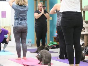Yoga Bersama Kucing-kucing Lucu, Mengapa Tidak?