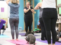Yoga Bersama Kucing-kucing Lucu, Mengapa Tidak?