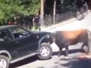 Nissan Terrano Jadi Bulan-bulanan Banteng Ngamuk