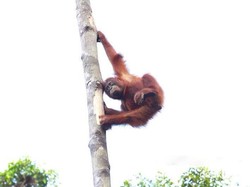 Aneka Tingkah Orangutan yang Menggemaskan di Tanjung Puting
