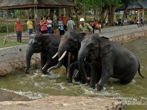 Utamakan Kesejahteraan Gajah, Wisata Way Kambas Bakal Eksklusif?