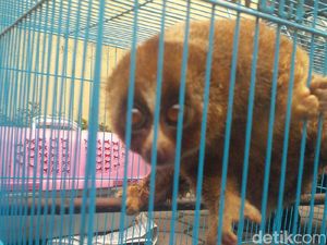 Warga Serahkan Kukang ke BBKSDA Sumut setelah Pelihara 11 Bulan