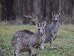 Ratusan Kanguru di NSW Mati Secara Misterius