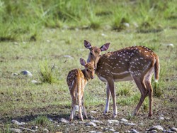 Usai Aksi Damai, Lihat Rusa Menggemaskan di Monas Yuk