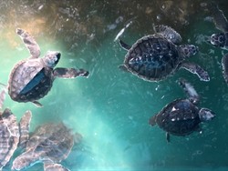 Dulu Diburu, Kini Penyu Dilestarikan di Kampung Penyu Kepulauan Selayar