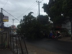 Banyak Pohon Tumbang Diterjang Angin Kencang di Jakarta, ini Datanya
