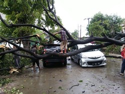 Dua Mobil Rusak Tertimpa Pohon di Cengkareng Jakbar