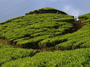 Catat! Jadwal Buka Tutup Jalur Puncak Saat Libur Long Weekend