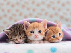 Emosi Hewan Peliharaan dan Pemiliknya Terbukti Saling Memengaruhi