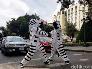 Unik, Zebra Cross di Bolivia Menyapa Pengendara Unik, Zebra Cross di Bolivia Menyapa Pengendara
