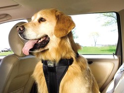 Ternyata Ini Alasan Anjing Suka Menjulurkan Kepalanya ke Luar Jendela Mobil