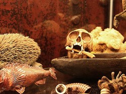 Dari Boneka Voodoo Sampai Hewan Awetan, Aneka Koleksi Eksotis di Museum Jerman