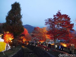 Jatuh Cinta dengan Festival Daun Musim Gugur Bercahaya di Jepang