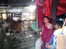 Ibu dan Anak Ini Jadikan Kandang Sapi Sebagai Tempat Tinggal