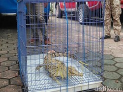 BKSDA Jember Amankan Buaya dan Kucing Hutan