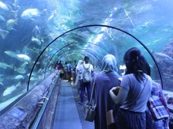 Ayo Jelajahi Wahana Jelly Fish di Seaworld Ancol
