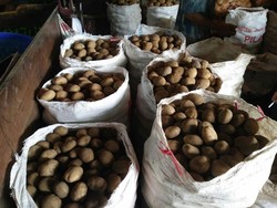 Didemo Petani Dieng, Kementan Berencana Tutup Kentang Impor Industri