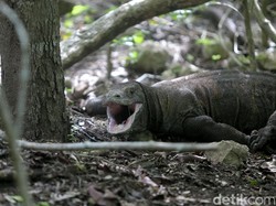 5 Alasan Kamu Harus Coba Jelajah Taman Nasional Komodo