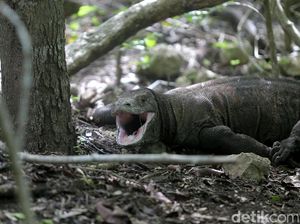 1 Komodo Mati Dunia Bisa Geger, Pembangunan Pasti Hati-hati 1 Komodo Mati Dunia Bisa Geger, Pembangunan Pasti Hati-hati