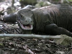Terkait Turis Digigit Komodo, Ini Imbauan Taman Nasional