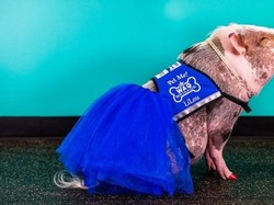 Wow! Babi Betina Ini Jadi Terapis Stres di Bandara San Francisco