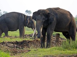 Fauna Oriental: Ciri-Ciri, Jenis dan Contohnya