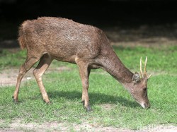 Vlog Tapal Batas : Sate dan Bakso Rusa Khas Merauke