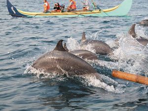 12 Rekomendasi Wisata di Tanggamus, Spot Lihat Lumba-lumba hingga Air Terjun 12 Rekomendasi Wisata di Tanggamus, Spot Lihat Lumba-lumba hingga Air Terjun