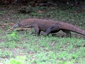 Foto: Melihat Pulau Rinca Lebih Dekat