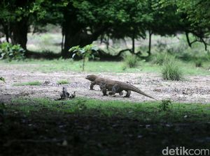 Taman Nasional Komodo Terus Mencuri Perhatian Dunia