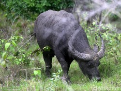 10 Kerbau di Aceh Barat Mati Mendadak Diduga Kena Penyakit Ngorok