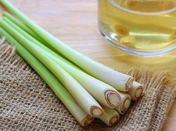 Lavender dan Serai Ampuh Cegah DBD, Asal Dibarengi Metode Ini