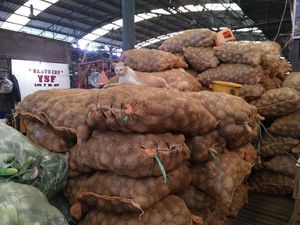 Harganya Miring, Kentang Impor Laris Manis Diburu Pedagang Siomay Harganya Miring, Kentang Impor Laris Manis Diburu Pedagang Siomay