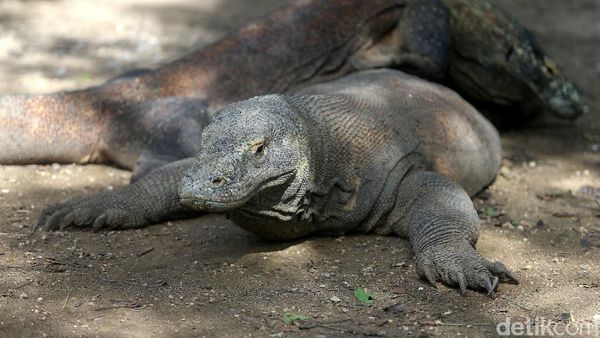 Melihat Komodo di Habitat Aslinya di Pulau Rinca