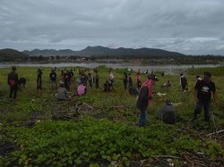 1.000 Pohon Cemara Udang Ditanam di Teluk Cinta, Ini Alasannya