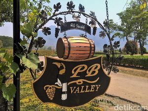 Inikah Kebun Anggur Terbesar Se-Asean?