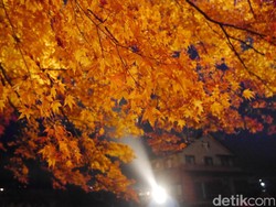 5 Tips Liburan ke Jepang Saat Musim Gugur