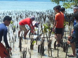 Lestarikan Alam Dengan Menanam Bakau di Gili Kondo
