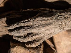 4 Penyakit Ini Diketahui Sudah Ada Sejak Zaman Kuno